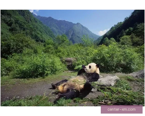 熊猫在自然栖息地中的体育活动与生态行为研究